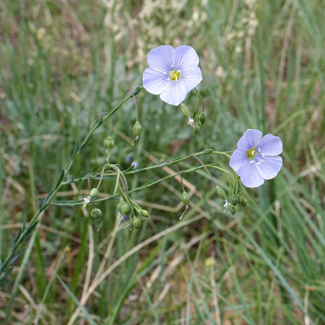 Western Blue Flax (Linum Perenne) — is a perennial flowering plant that brings a delicate and charming touch to any landscape design