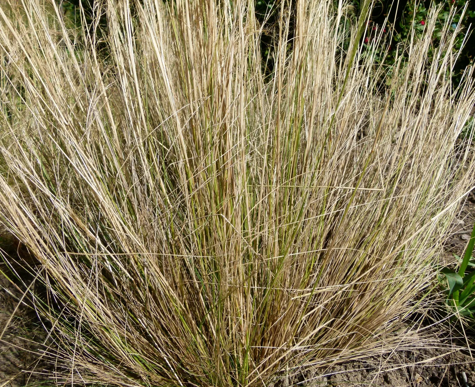 Western Blue Flax (Linum Perenne) — lending an airy texture to borders, image 32