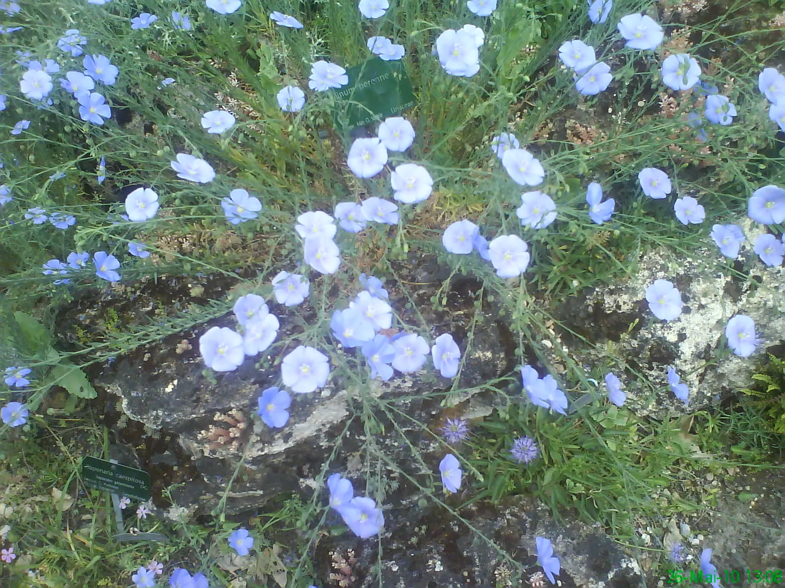 Western Blue Flax (Linum Perenne) — It adds a wildflower look, attracting pollinators to the landscape