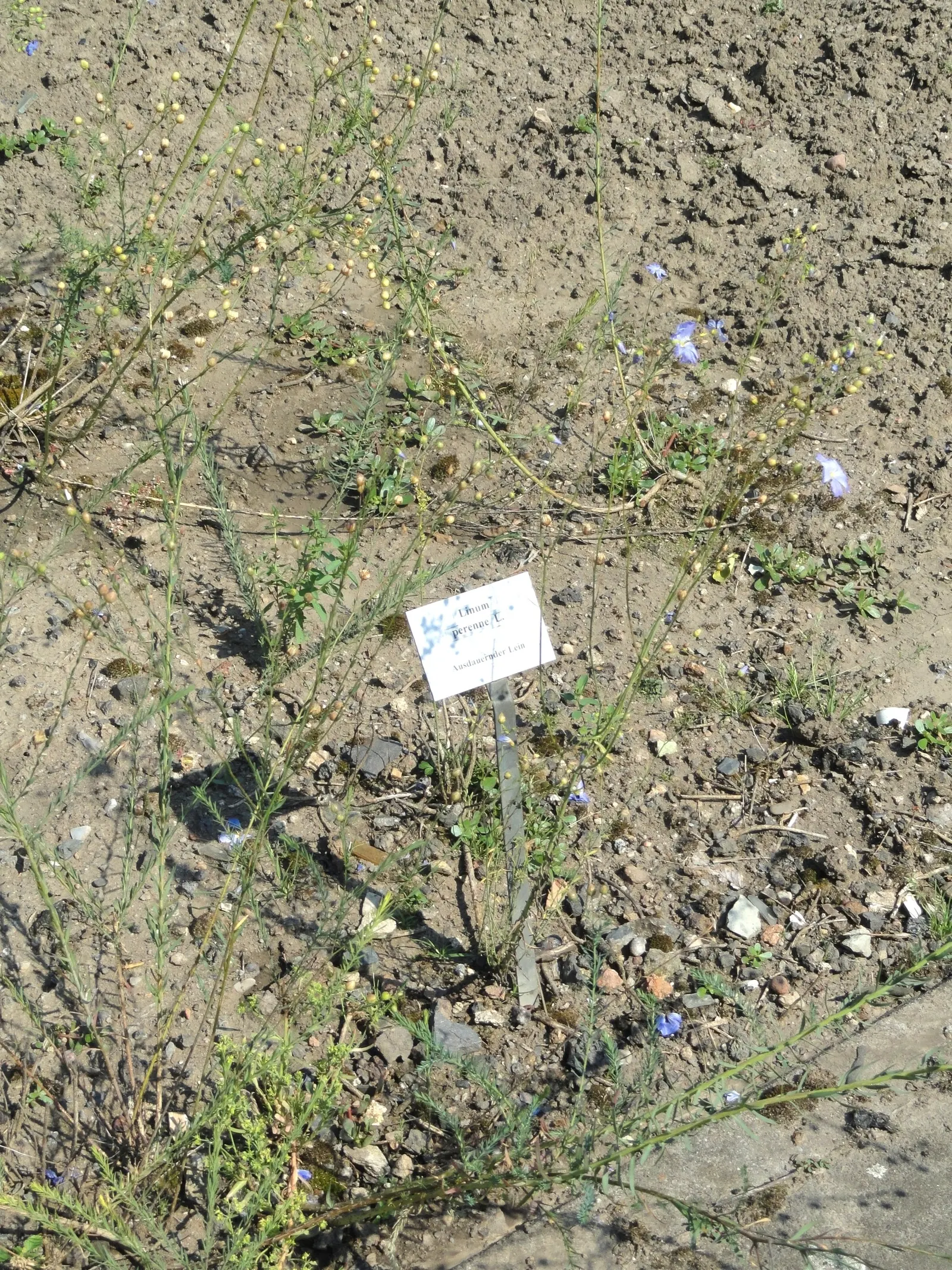Western Blue Flax (Linum Perenne) — scientifically known as Linum perenne; perennial with blue blooms