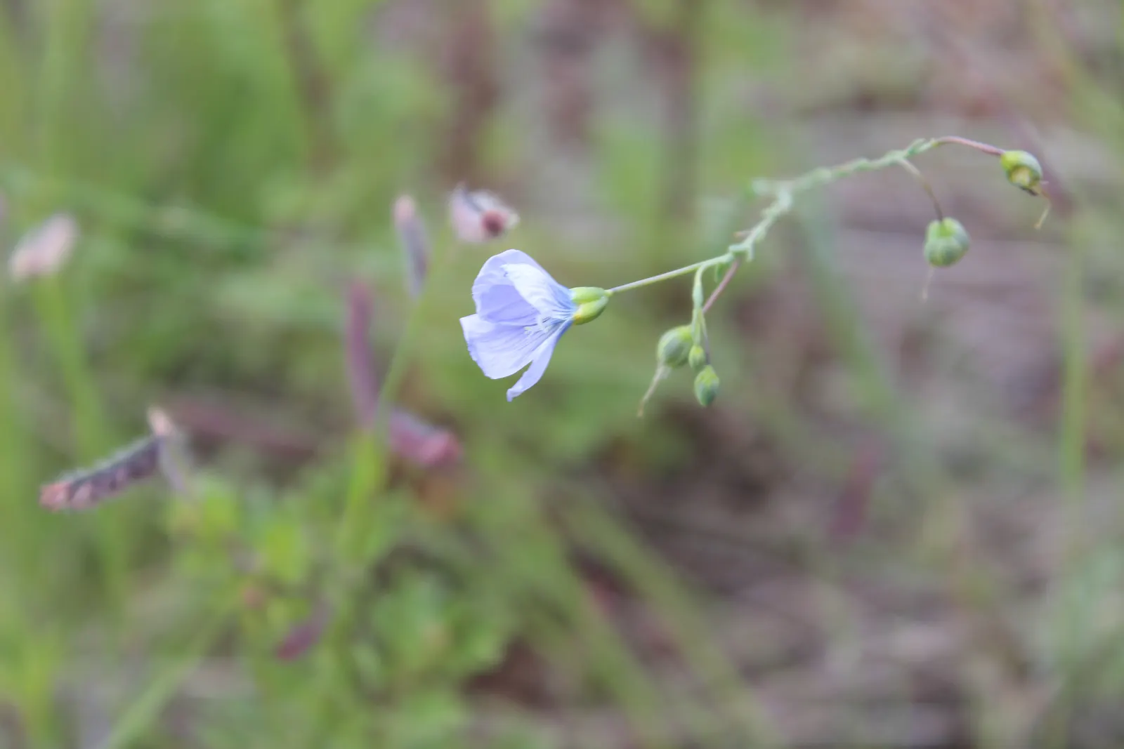 Western Blue Flax (Linum Perenne) — Western Blue Flax (Linum perenne) is a perennial with striking