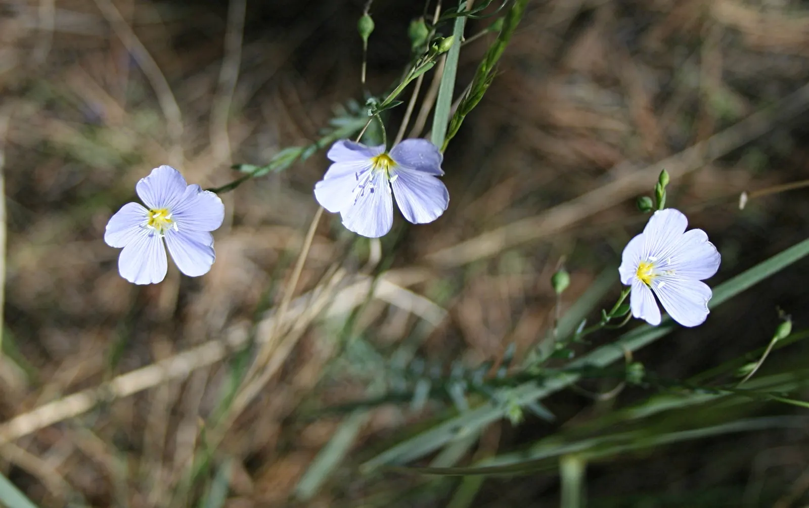Western Blue Flax (Linum Perenne) — but the plant continues to produce blossoms profusely