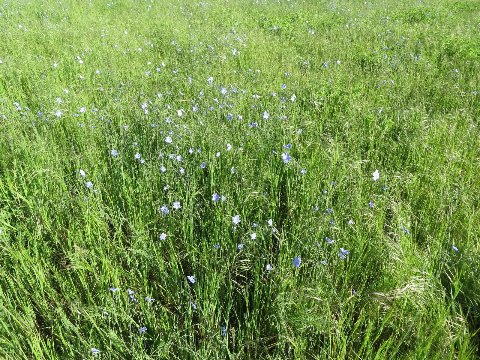 Western Blue Flax (Linum Perenne) — lending an airy texture to borders, image 59