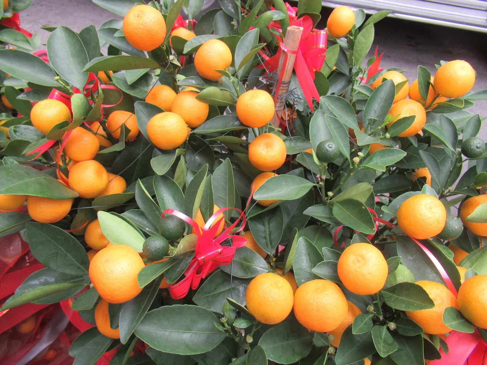 Kumquat (Citrus Japonica) — the kumquat's unique appeal lies in its edible peel