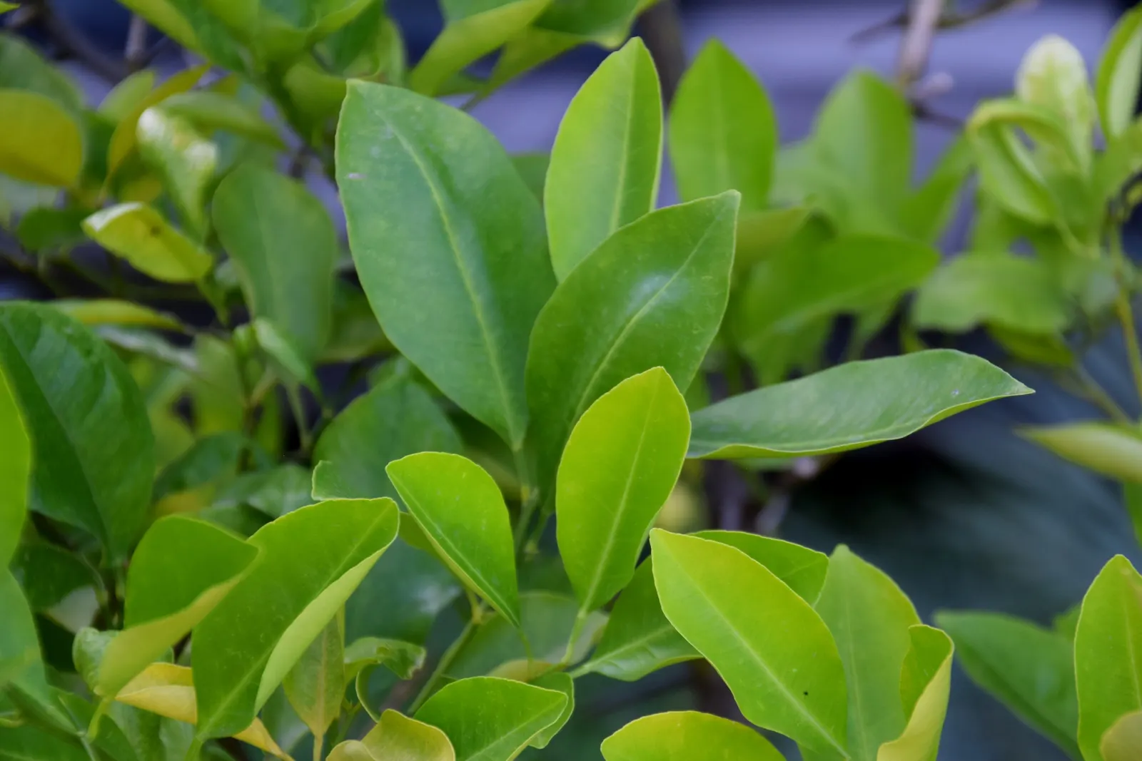 Kumquat (Citrus Japonica) — Thrives in full sun, well-drained soil, and requires regular watering