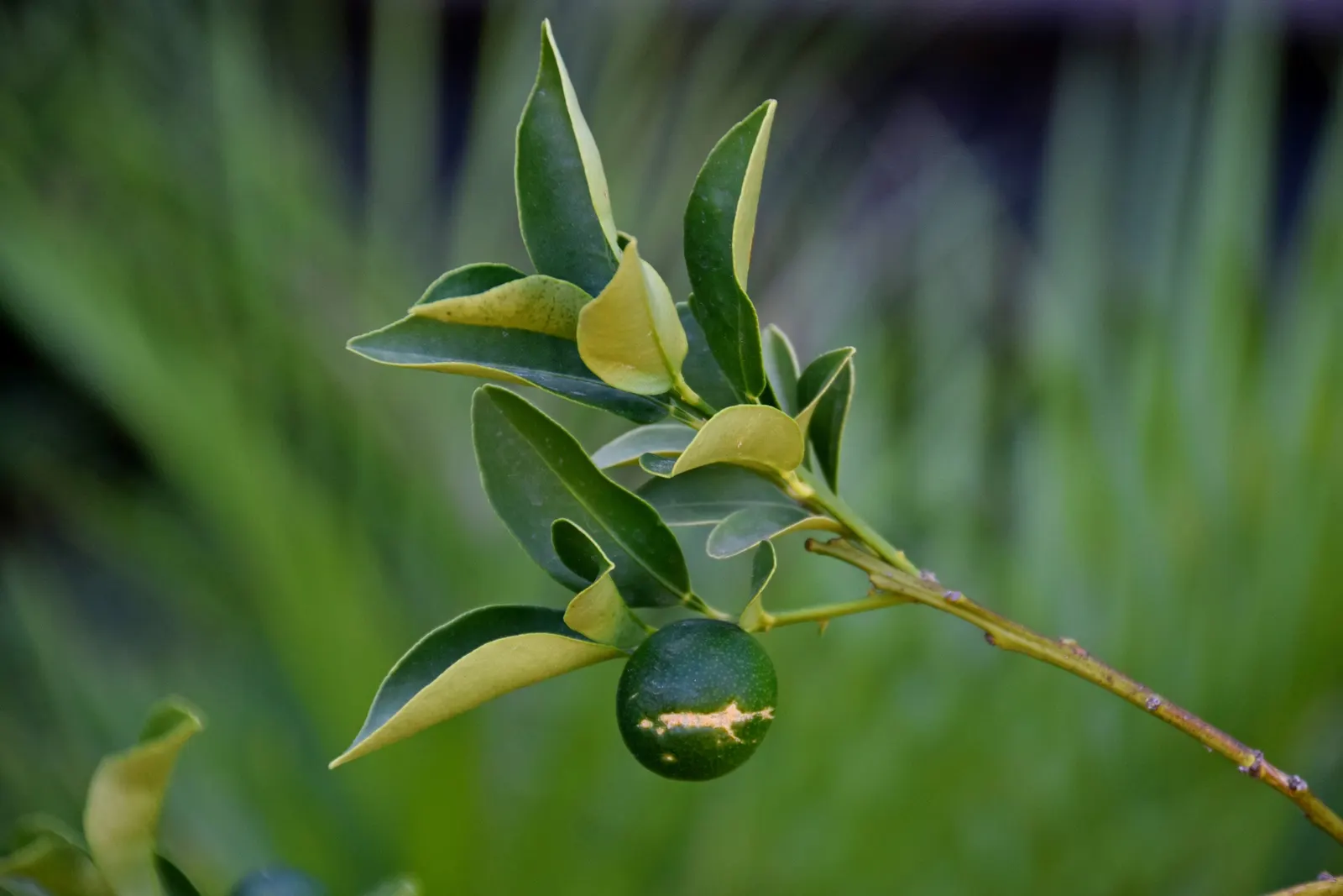 Kumquat (Citrus Japonica) — is a must-have for any citrus lover's garden