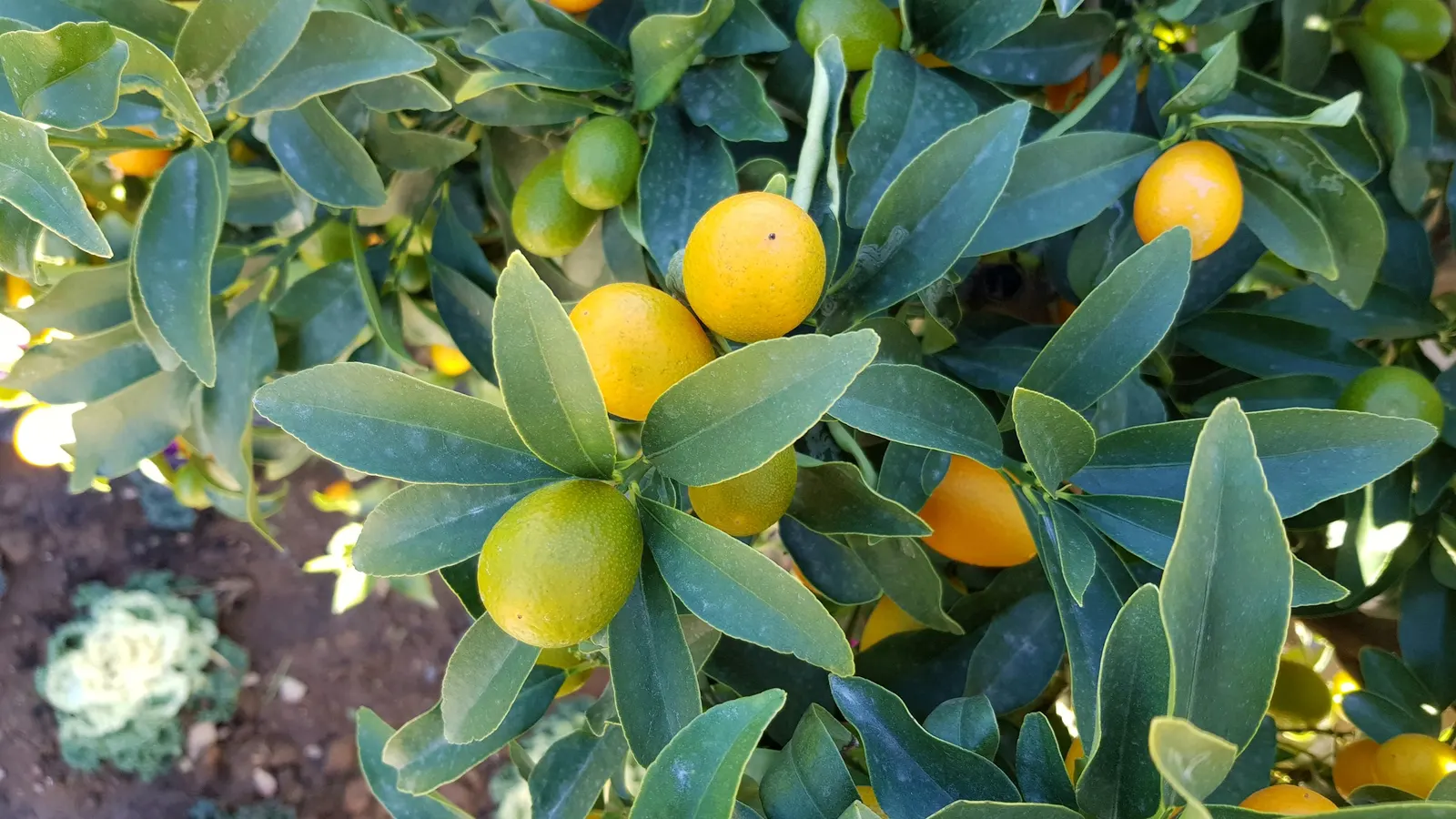 Kumquat (Citrus Japonica) — floral notes which beautifully contrast its zesty