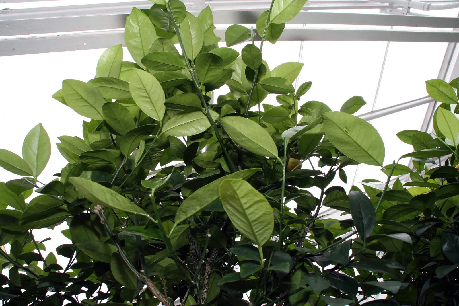 Kumquat (Citrus Japonica) — vibrant texture to landscapes.<br><br>Unlike most citrus fruits