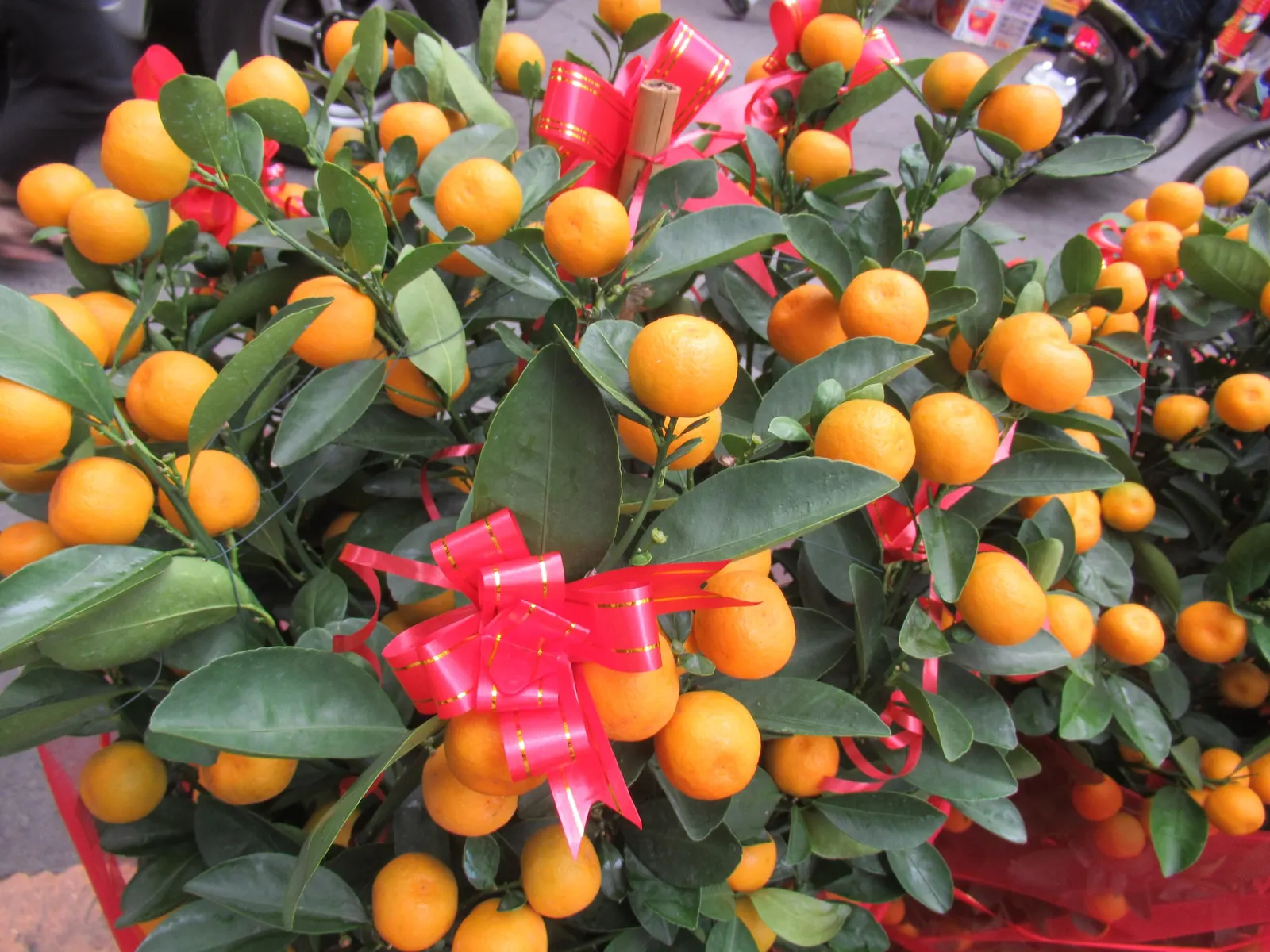 Kumquat (Citrus Japonica) — Kumquat (Citrus japonica) - A compact evergreen citrus tree
