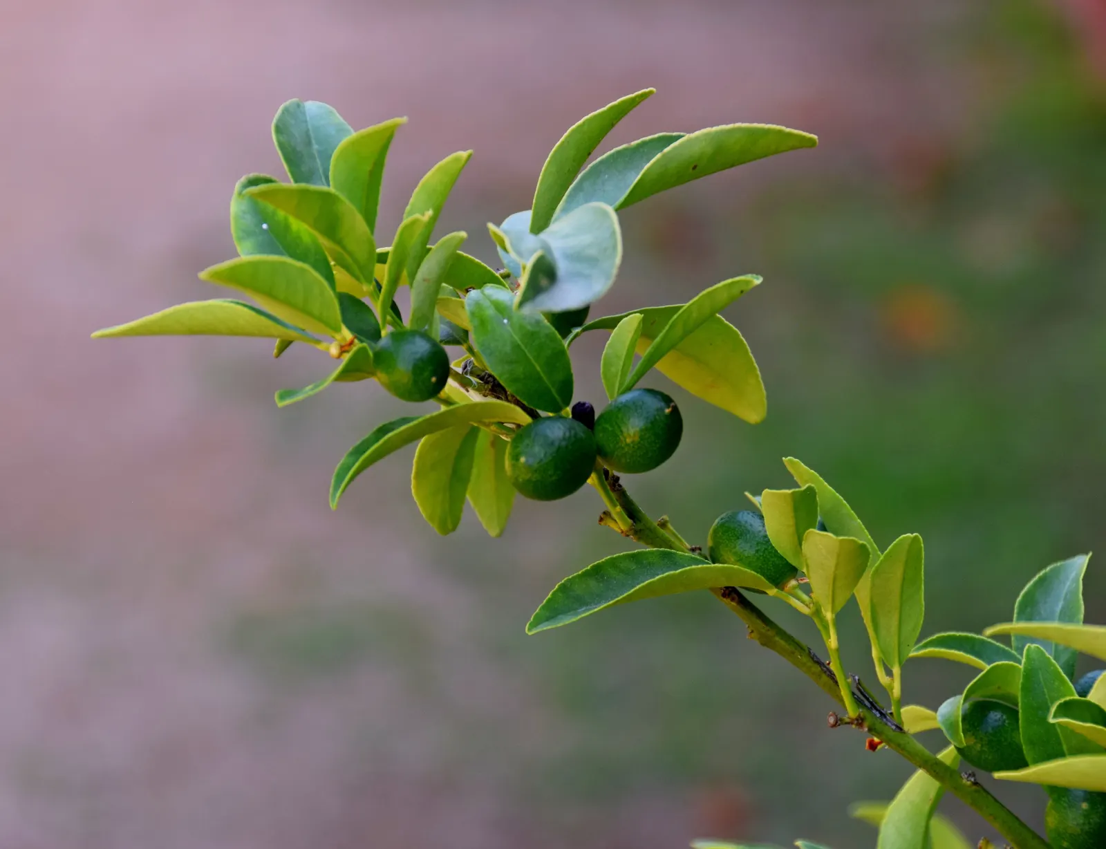 Kumquat (Citrus Japonica) — this evergreen shrub or small tree is well-suited for compact garden spaces