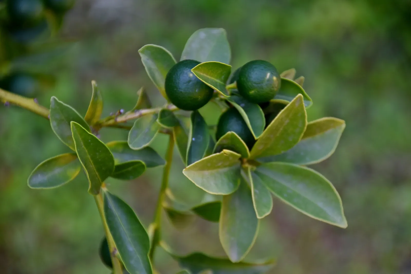 Kumquat (Citrus Japonica) — Ideal for containers, hedges, and as a feature plant in temperate zones