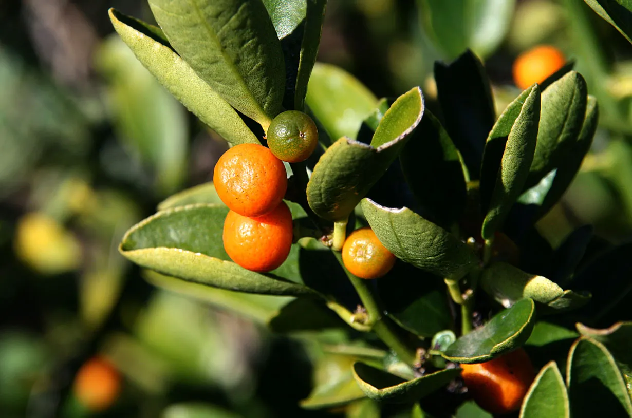 Kumquat (Citrus Japonica) — deep green leaves and dense branching