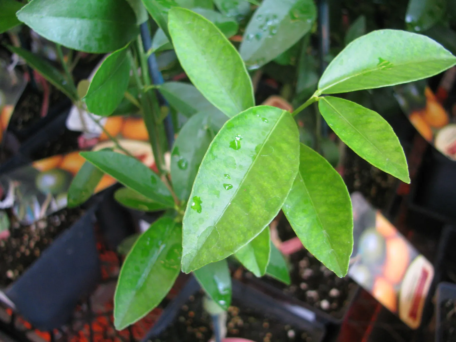 Kumquat (Citrus Japonica) — reaching up to 8-15 feet high
