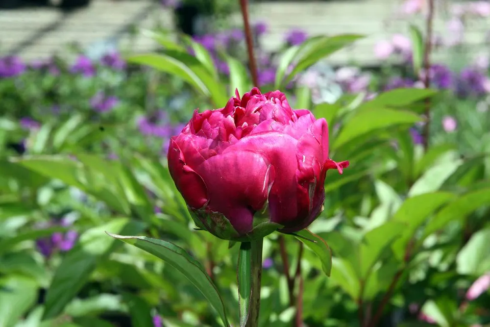Karl Rosenfield Peony (Paeonia 'Karl Rosenfield') — brings bold color with its profuse
