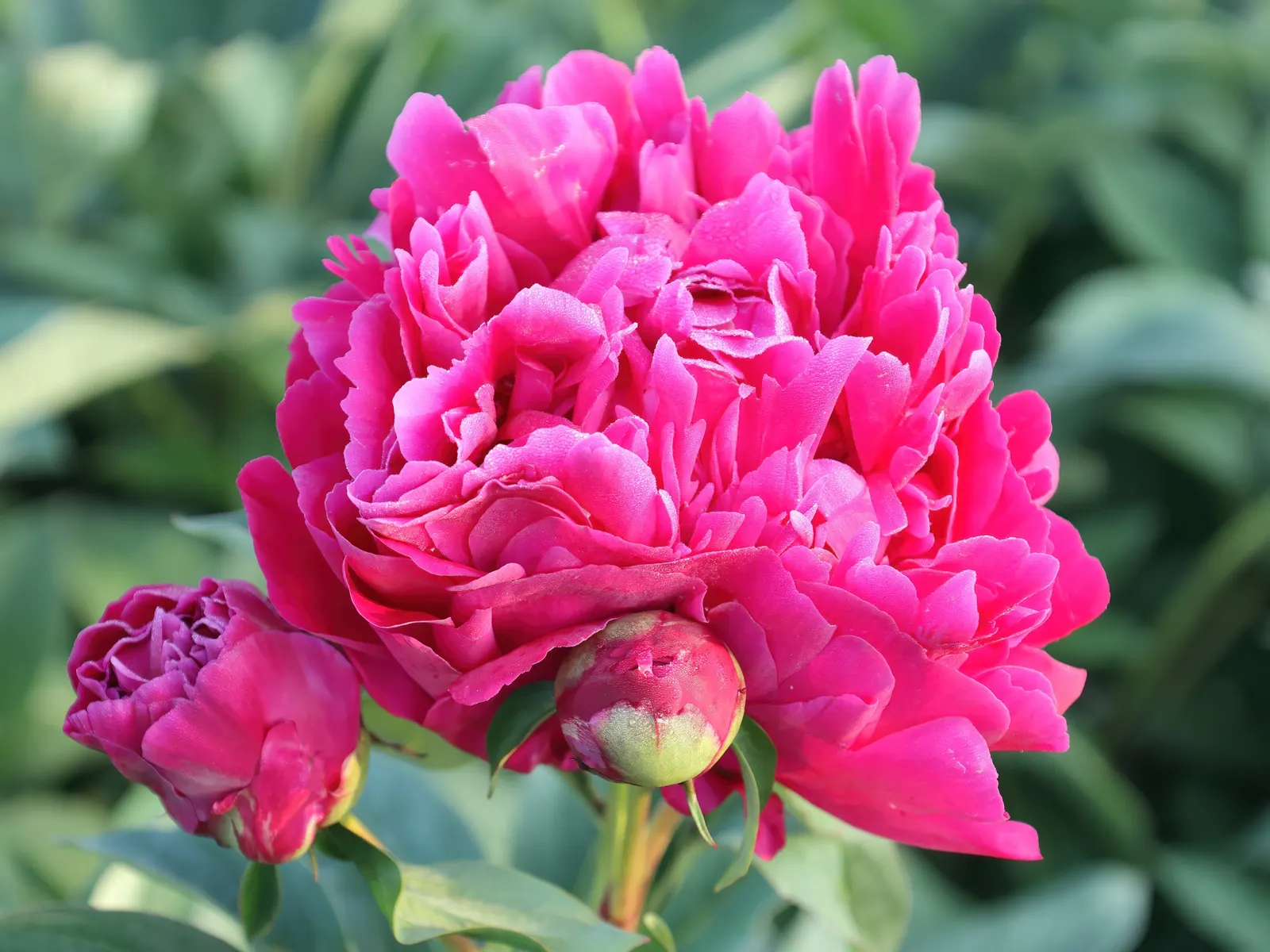 Karl Rosenfield Peony (Paeonia 'Karl Rosenfield') — double crimson blooms spanning up to 6 inches across