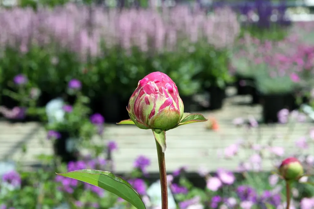 Karl Rosenfield Peony (Paeonia 'Karl Rosenfield') — a cherished peony cultivar