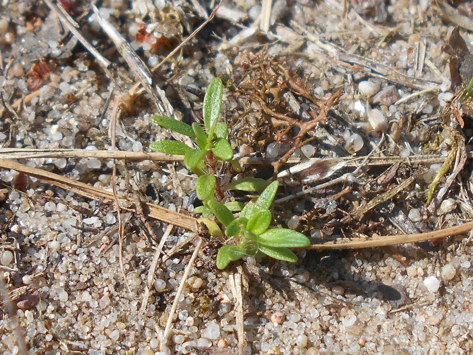 Mother Of Thyme (Thymus Serpyllum) — but allow the soil to dry between watering to ensure optimal health