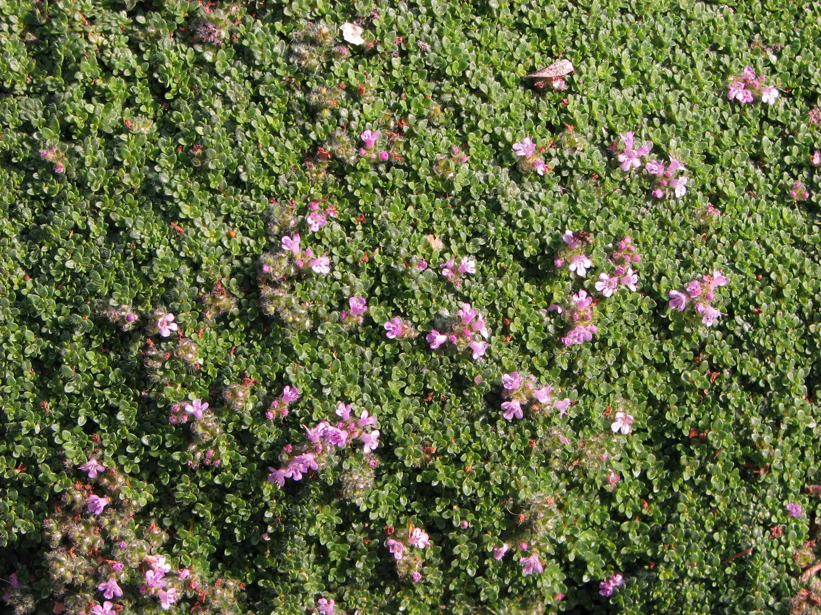 Mother Of Thyme (Thymus Serpyllum) — It flourishes in full sun to partial shade and prefers well-drained soil; consider its spreading tendency and, image 75