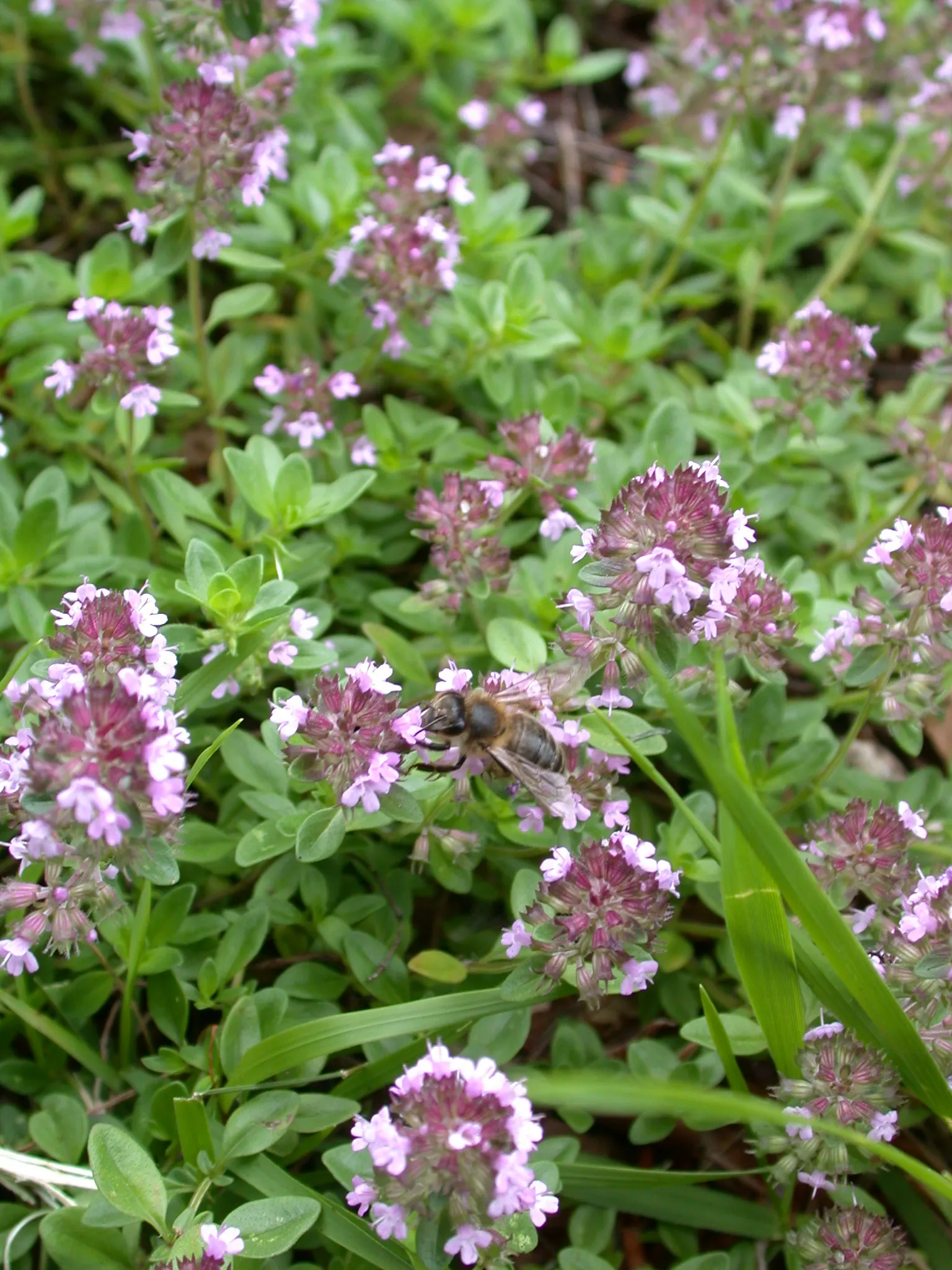 Mother Of Thyme (Thymus Serpyllum) — Ideal for rock gardens and as a lawn substitute, it offers year-round interest and attracts pollinators, image 93