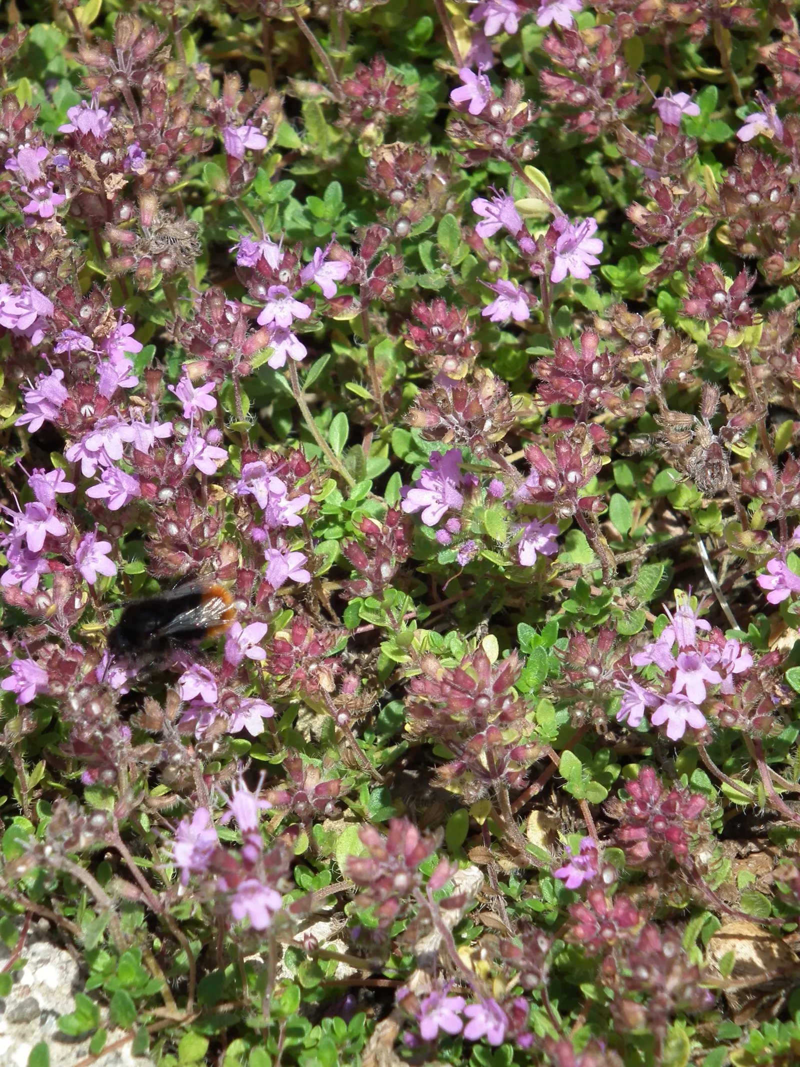 Mother Of Thyme (Thymus Serpyllum) — ground cover with pink blooms