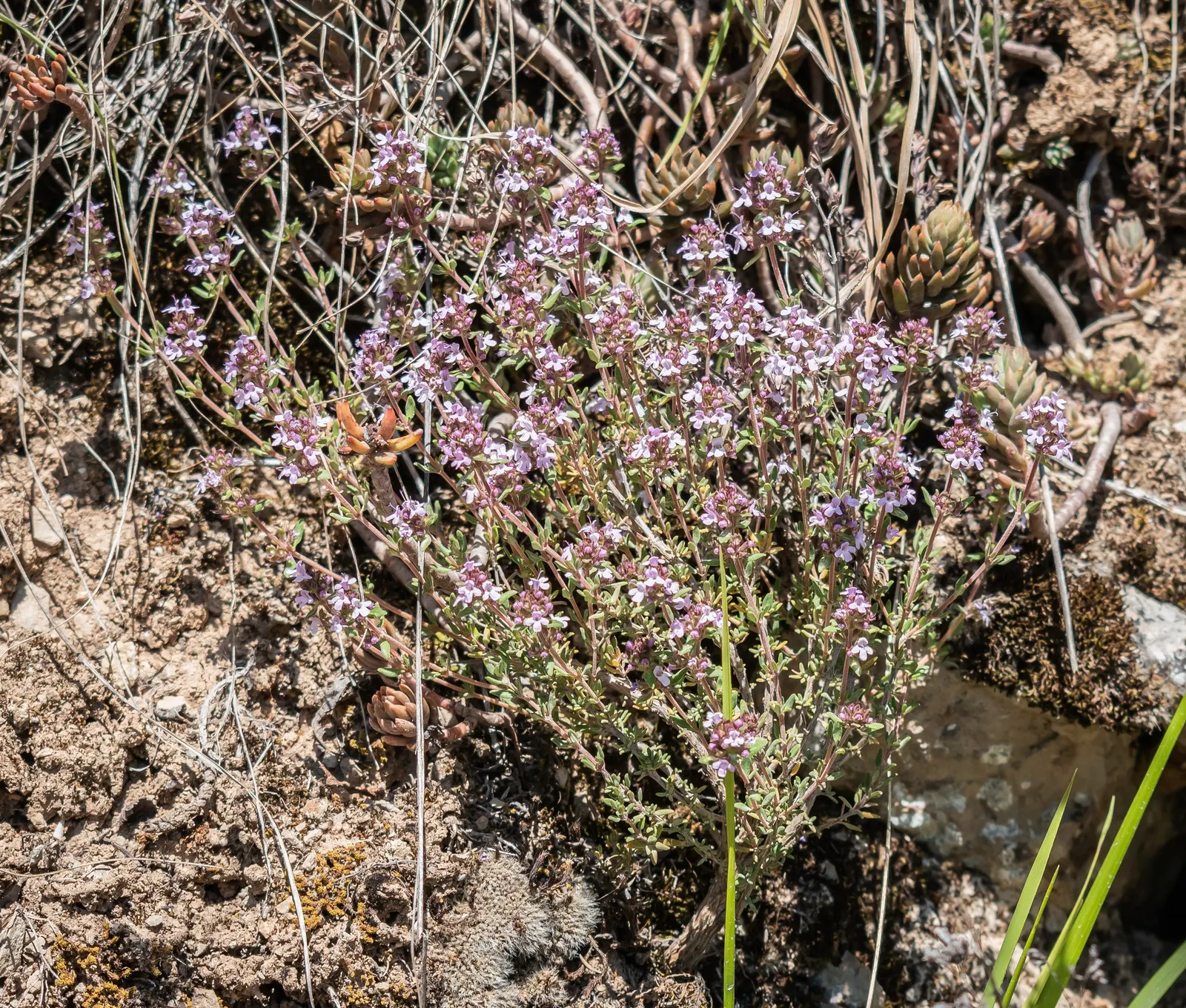 Mother Of Thyme (Thymus Serpyllum) — pink flowers in the garden; ideal for rock gardens and as a lawn substitute, it offers year-round interest and, image 86