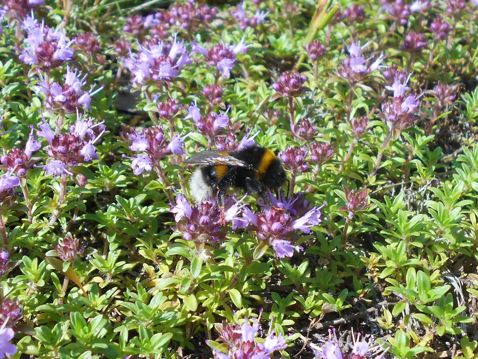 Mother Of Thyme (Thymus Serpyllum) — showcasing its resilience to varying climates