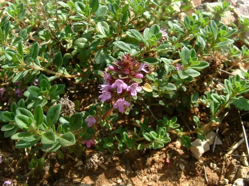 Mother Of Thyme (Thymus Serpyllum) — consider its spreading tendency and position it where it can naturalize; ground cover with pink blooms