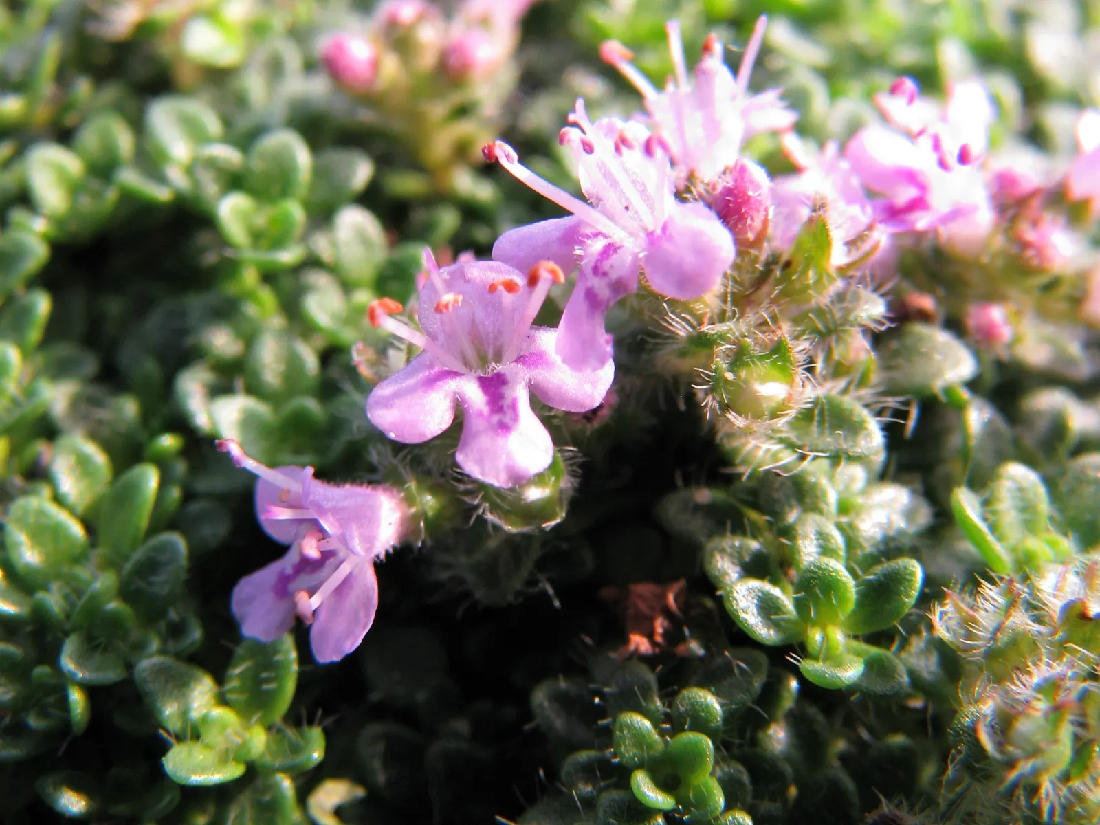 Mother Of Thyme (Thymus Serpyllum) — It reaches a mature height of 3 inches, with a 12-inch spread; but allow the soil to dry between watering to, image 69