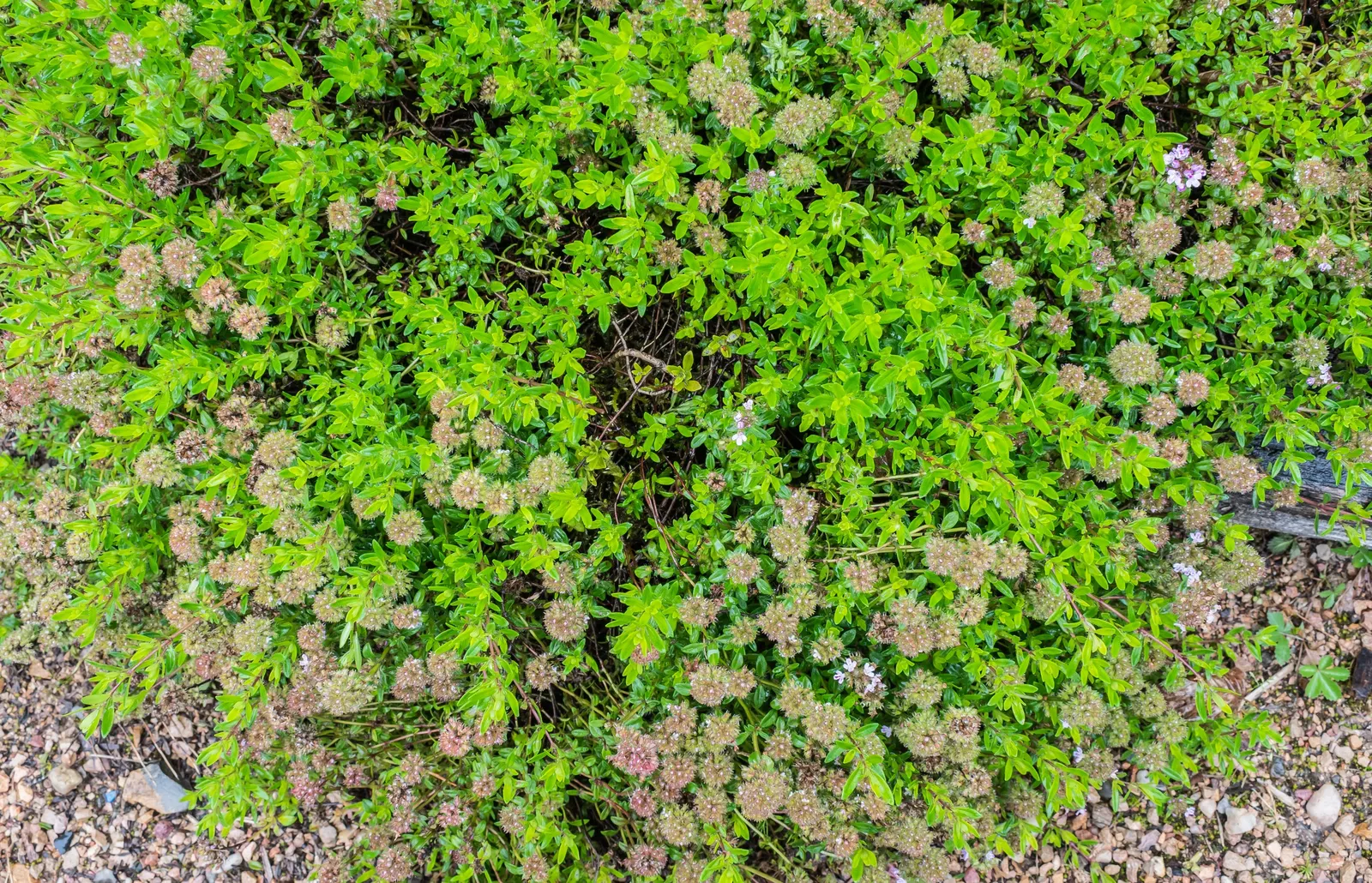 Mother Of Thyme (Thymus Serpyllum) — consider its spreading tendency and position it where it can naturalize