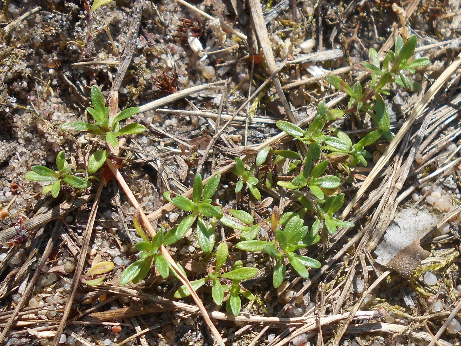 Mother Of Thyme (Thymus Serpyllum) — ground cover for full; regular trimming after flowering can promote a denser, more robust form, image 66