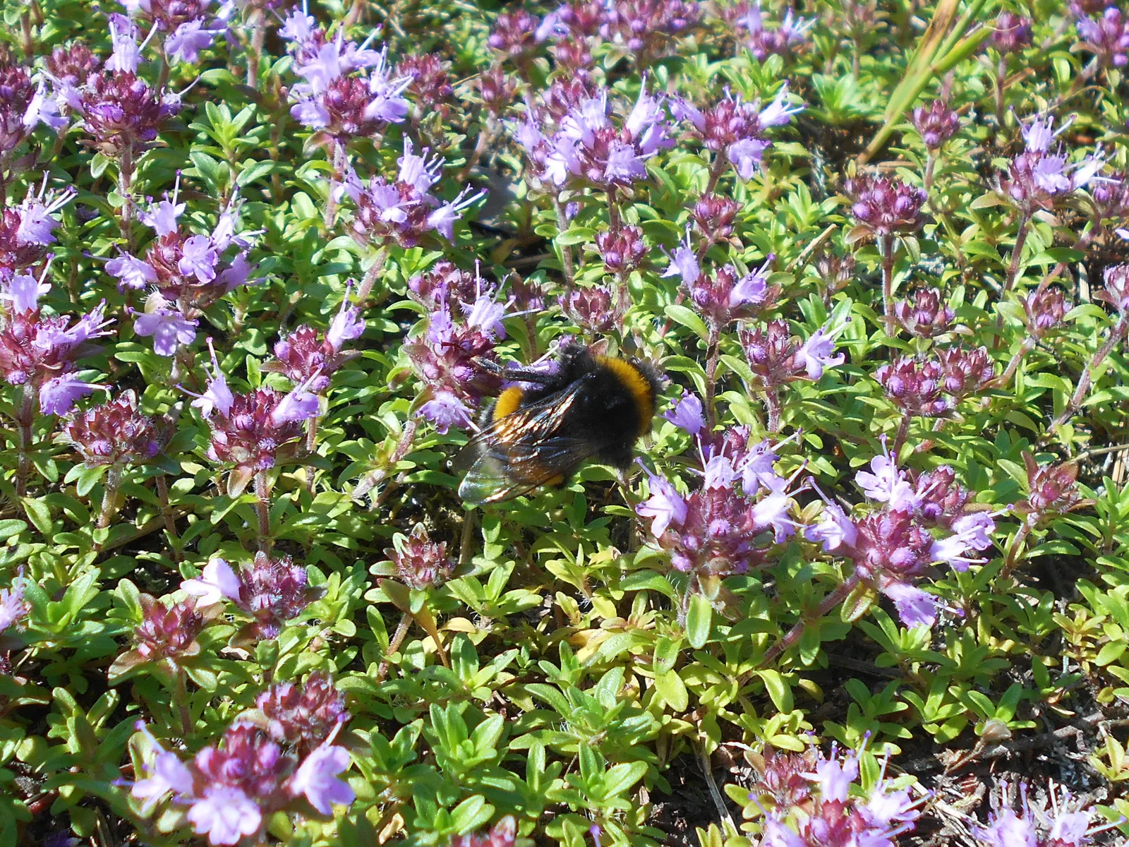 Mother Of Thyme (Thymus Serpyllum) — including bees and butterflies; tubular pink to purple flowers that attract a variety of pollinators, image 103