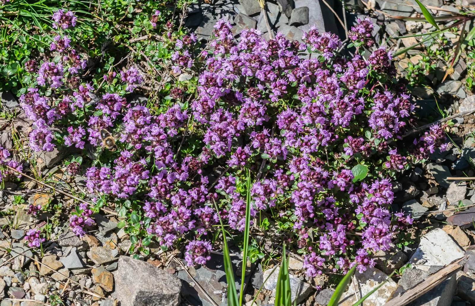 Mother Of Thyme (Thymus Serpyllum) — Regular trimming after flowering can promote a denser, more robust form; pink flowers in the garden, image 107