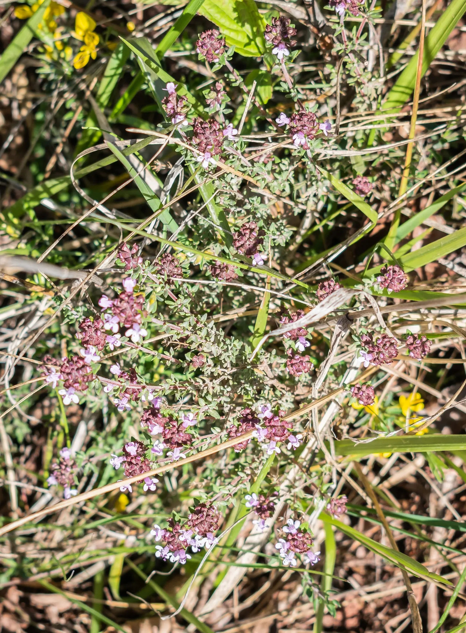 Mother Of Thyme (Thymus Serpyllum) — Ideal for rock gardens and as a lawn substitute, it offers year-round interest and attracts pollinators, image 49
