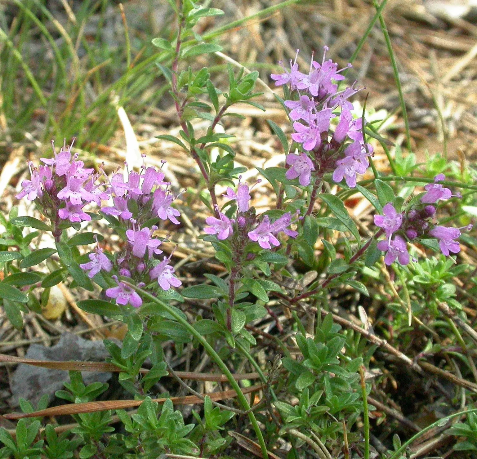 Mother Of Thyme (Thymus Serpyllum) — It reaches a mature height of 3 inches, with a 12-inch spread; but allow the soil to dry between watering to, image 91