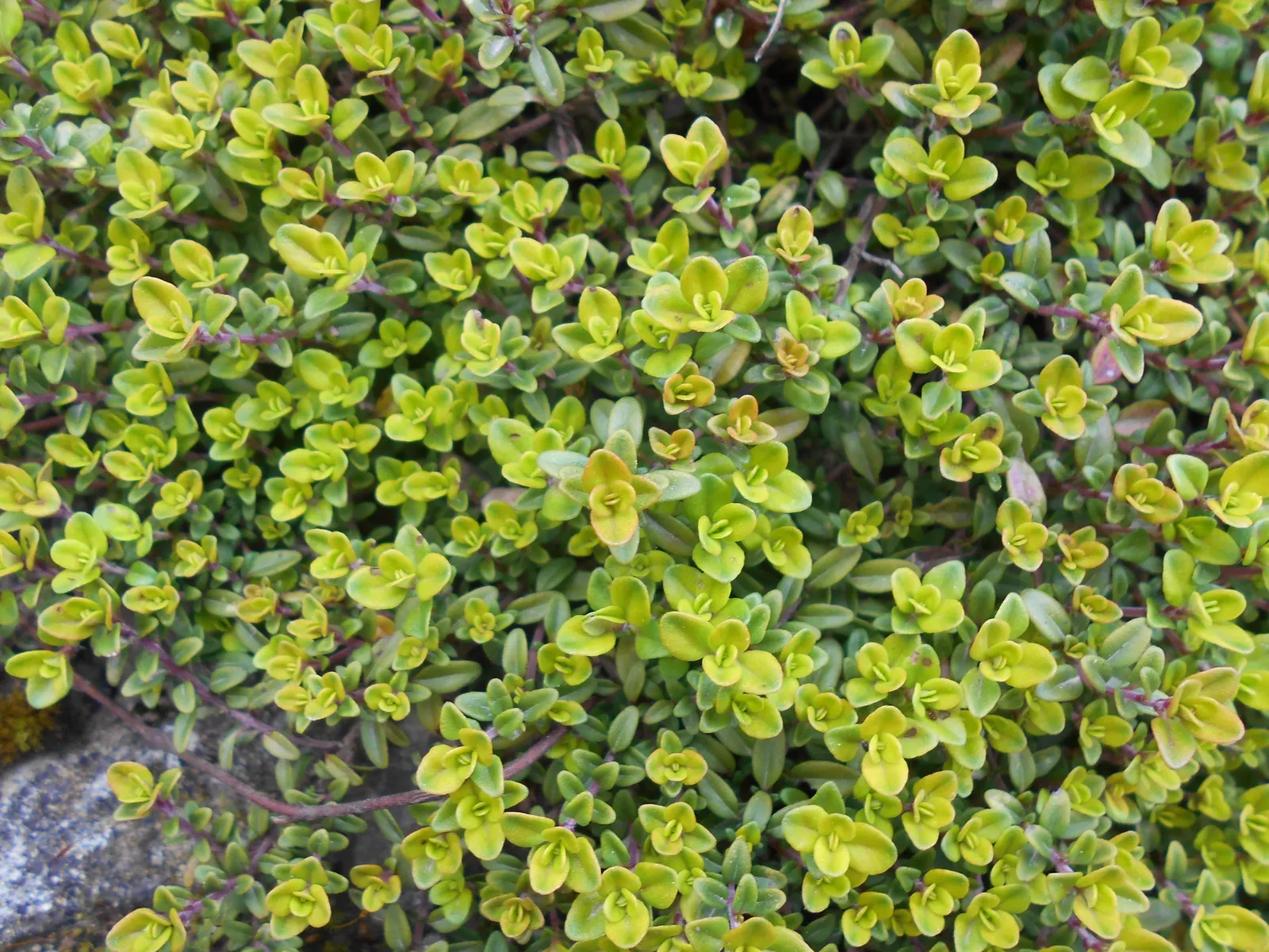 Mother Of Thyme (Thymus Serpyllum) — Ideally suited for creating a fragrant; is a low-growing perennial herb prized for its fragrant foliage and, image 73