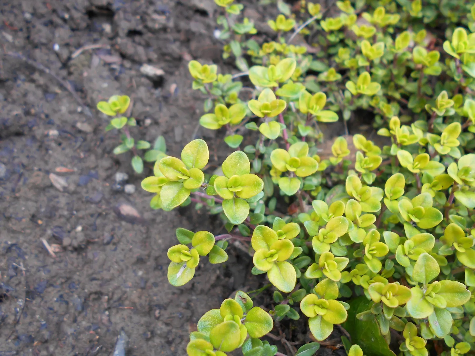 Mother Of Thyme (Thymus Serpyllum) — It flourishes in full sun to partial shade and prefers well-drained soil