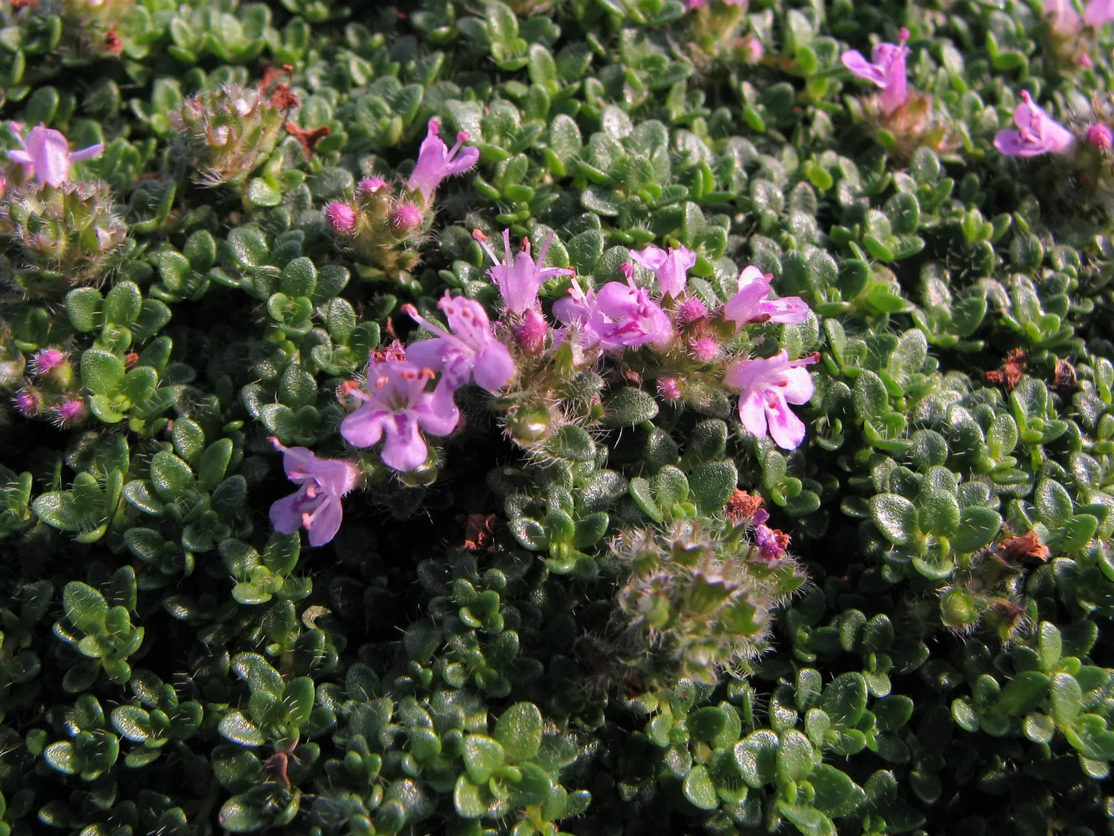 Mother Of Thyme (Thymus Serpyllum) — ground cover with pink blooms; or along borders where its creeping habit can be truly, image 87