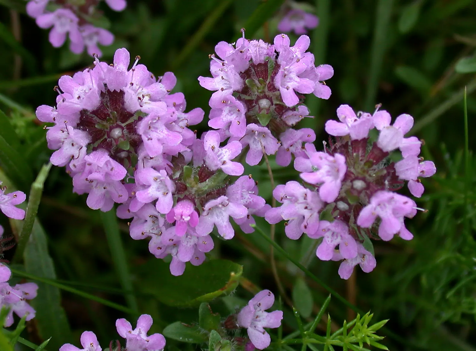 Mother Of Thyme (Thymus Serpyllum) — is a low-growing perennial herb prized for its fragrant foliage and profuse pink to purple blooms; this makes, image 46