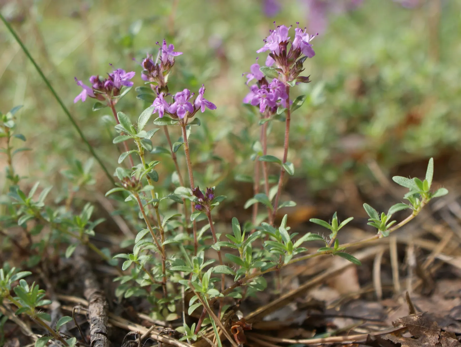Mother Of Thyme (Thymus Serpyllum) — Regular trimming after flowering can promote a denser, more robust form; pink flowers in the garden, image 85