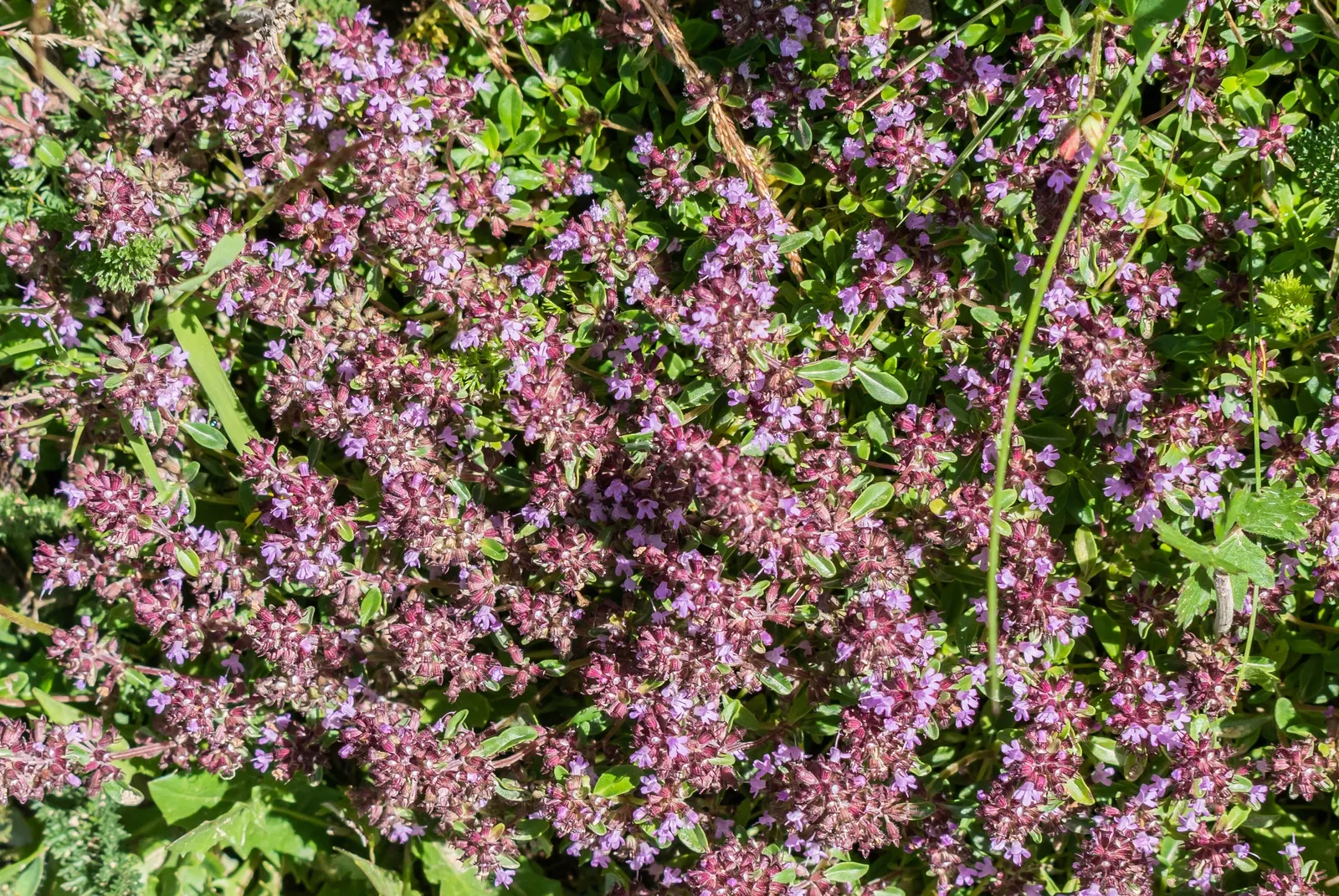 Mother Of Thyme (Thymus Serpyllum) — A layer of mulch can help retain soil moisture during establishment; scientifically known as Thymus serpyllum, image 83