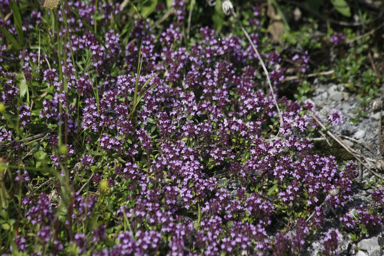 Mother Of Thyme (Thymus Serpyllum) — ground cover with pink blooms; or along borders where its creeping habit can be truly, image 65