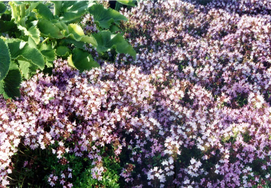 Mother Of Thyme (Thymus Serpyllum) — pink flowers in the garden; ideal for rock gardens and as a lawn substitute, it offers year-round interest and attracts