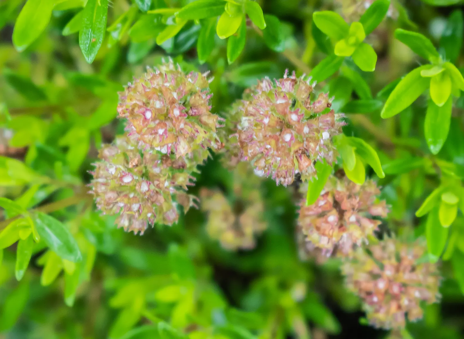 Mother Of Thyme (Thymus Serpyllum) — tubular pink to purple flowers that attract a variety of pollinators; ideally suited for creating a fragrant
