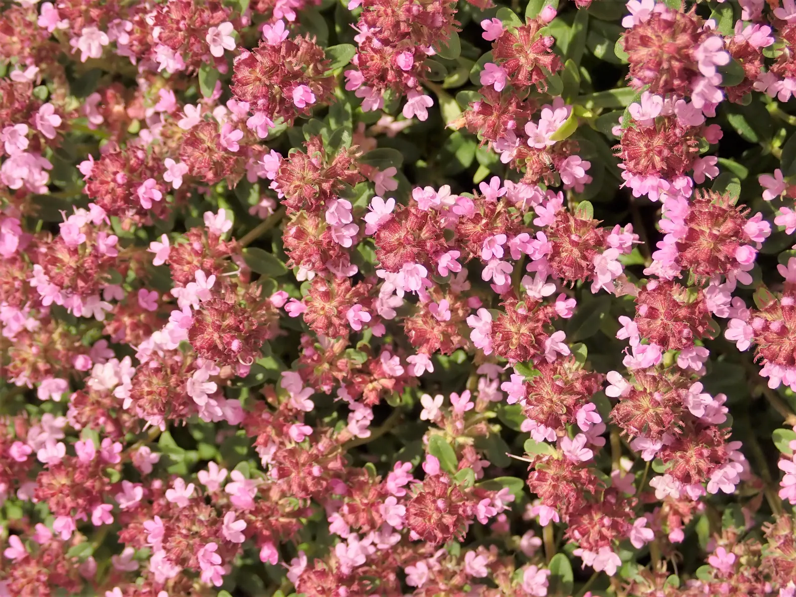 Mother Of Thyme (Thymus Serpyllum) — pink flowers in the garden
