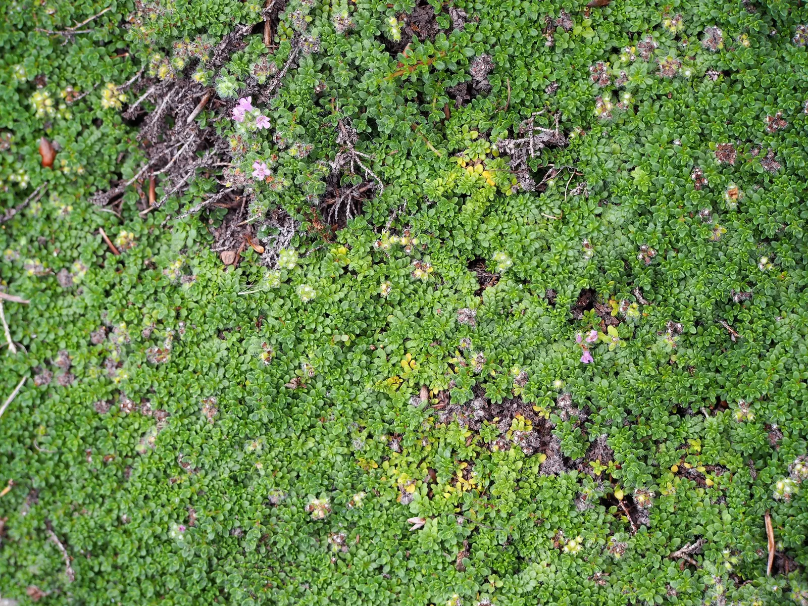 Mother Of Thyme (Thymus Serpyllum) — This drought-tolerant groundcover thrives in zones 4-9, preferring full sun and well-drained soil