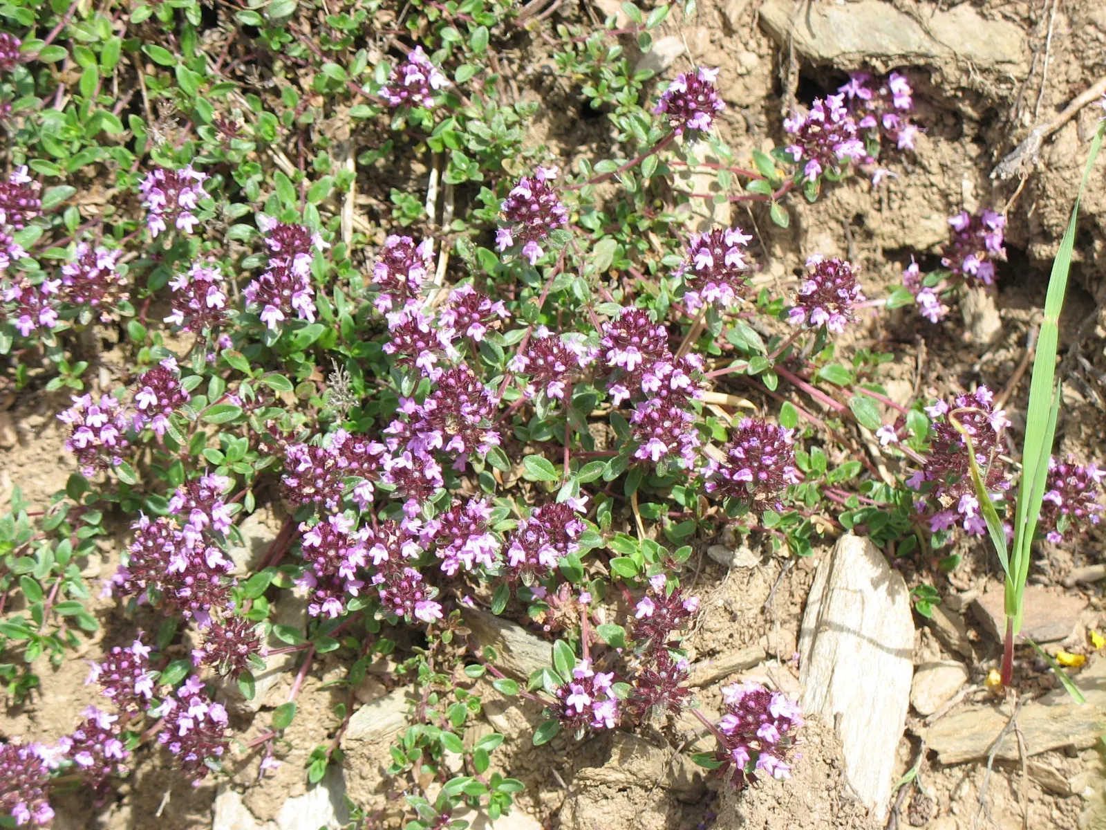 Mother Of Thyme (Thymus Serpyllum) — tubular pink to purple flowers that attract a variety of pollinators