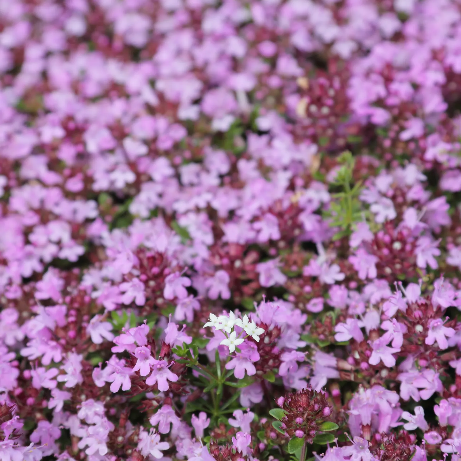 Mother Of Thyme (Thymus Serpyllum) — or along borders where its creeping habit can be truly appreciated.<br><br>Flowering from mid to late summer, image 100
