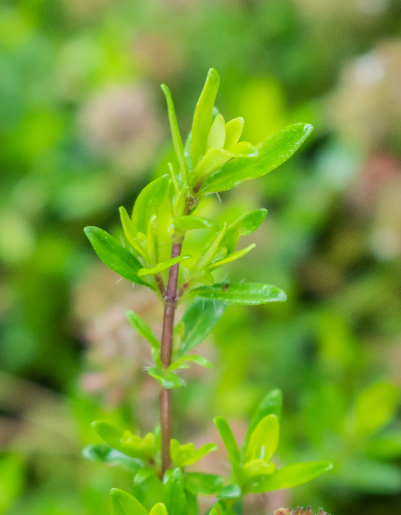 Mother Of Thyme (Thymus Serpyllum) — is a low-growing perennial herb prized for its fragrant foliage and profuse pink to purple blooms; this makes, image 90