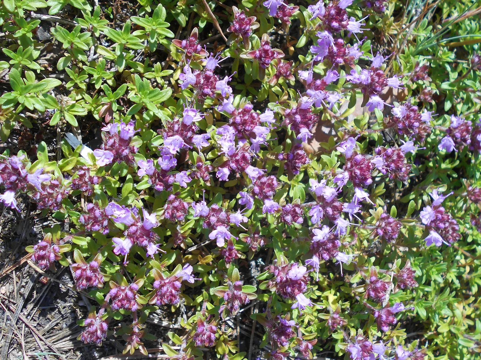Mother Of Thyme (Thymus Serpyllum) — It flourishes in full sun to partial shade and prefers well-drained soil; consider its spreading tendency and, image 97