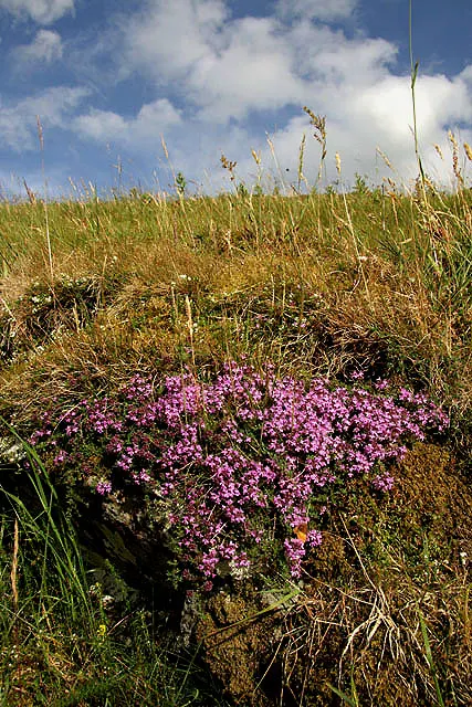 Mother Of Thyme (Thymus Serpyllum) — showcasing its resilience to varying climates; it flourishes in full sun to partial shade and prefers, image 74